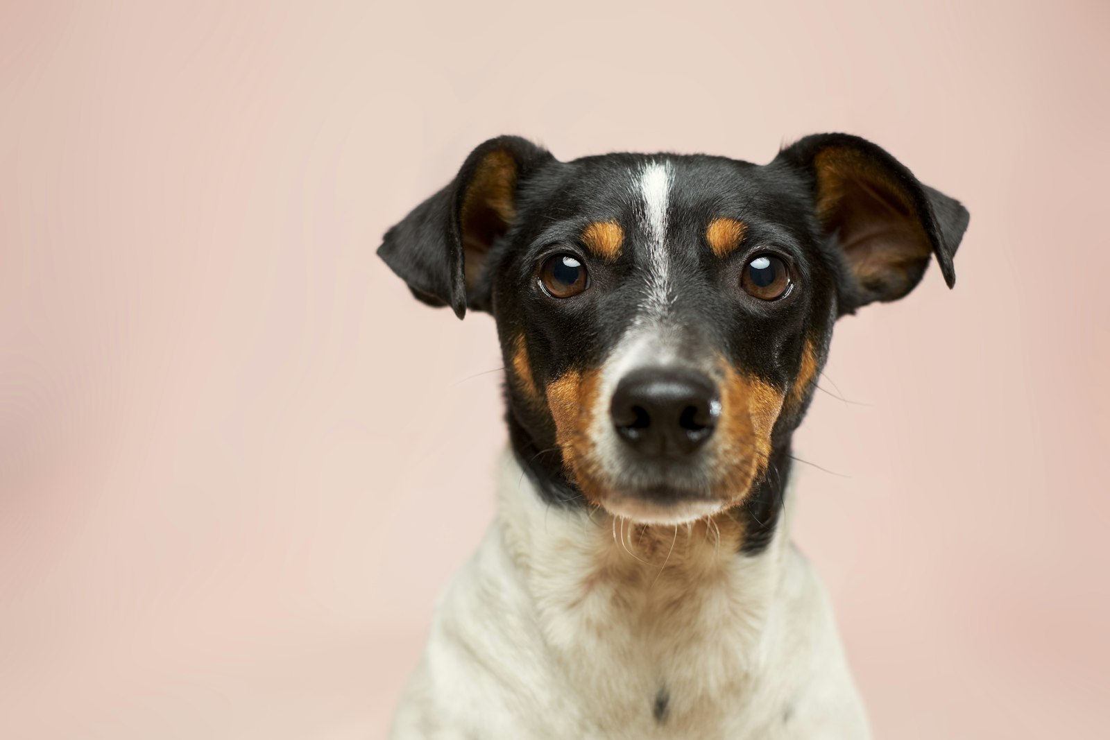 Strzyżenie rasowe